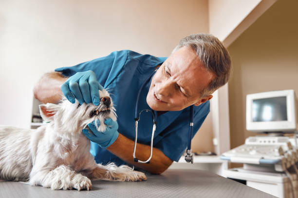 Best Walk-In Emergency Dentist in Bloomington, IL